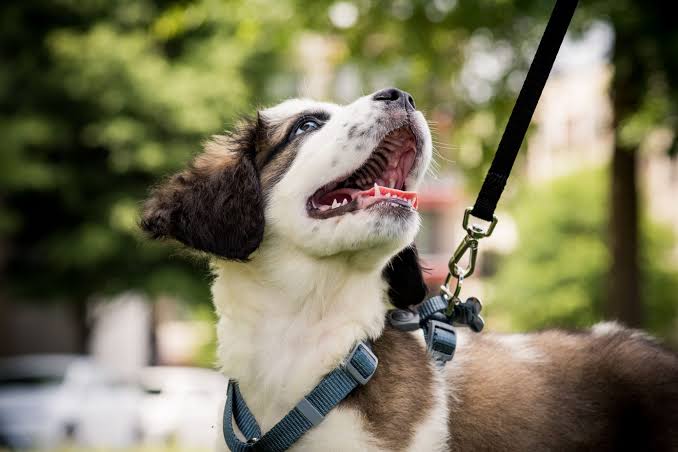 A sweet brown and white pup loking up, enjoying his walk